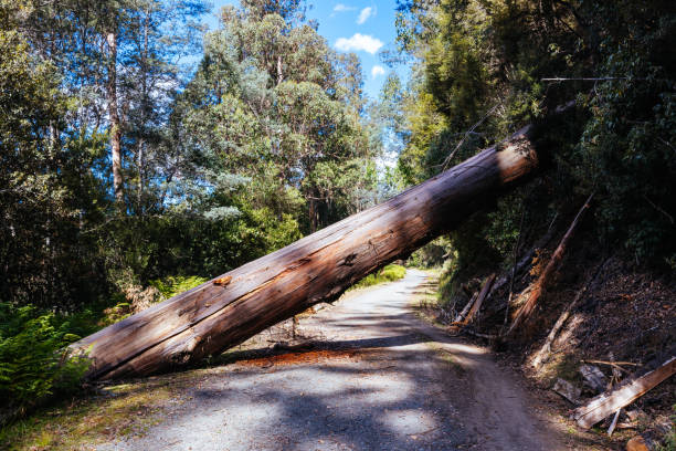 istock Old Growth Forest in Styx Valley Tasmania Australia 2147560333