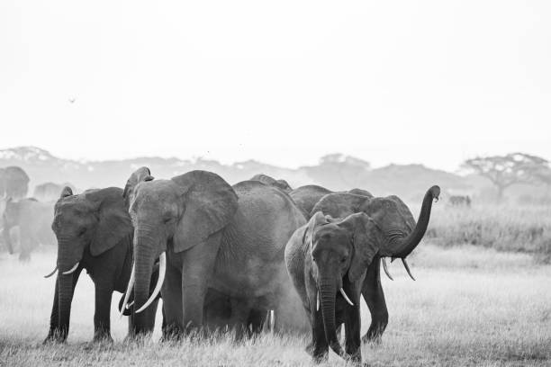 istock Elephants covering by sand dirt in Amboseli 2147560564