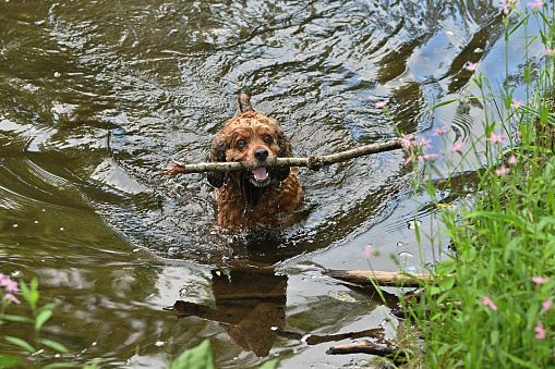 Happy cocker spaniel fetching a stick from a river, looking proudly at his human companion. With copy space at upper left.