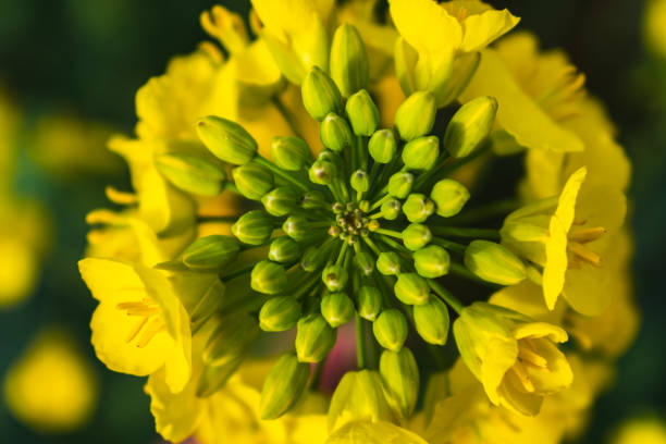 Rapeseed flower in a field at springtime, colza, brassica napus