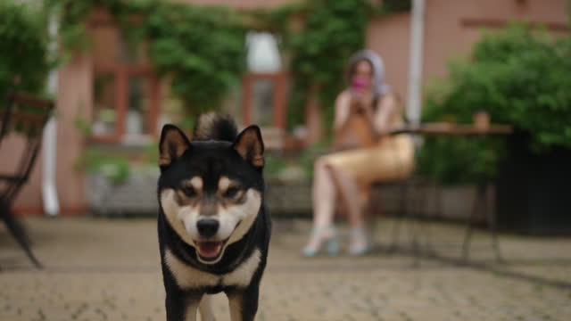 Slow motion. In the foreground, a small black and white dog approaches the camera. In the background, out of focus, a woman in a headscarf shoot at the dog with a mobile phone camera.