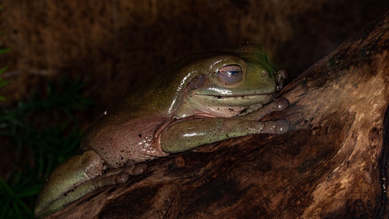 Australian Green Tree Frog.