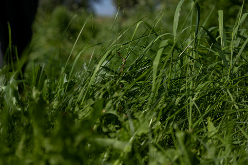 Close-up of tall lush grass on a clear summer day in the sun. Crooked tall grass on the lawn against the background of a clear blue sky. Grass, summer concept..