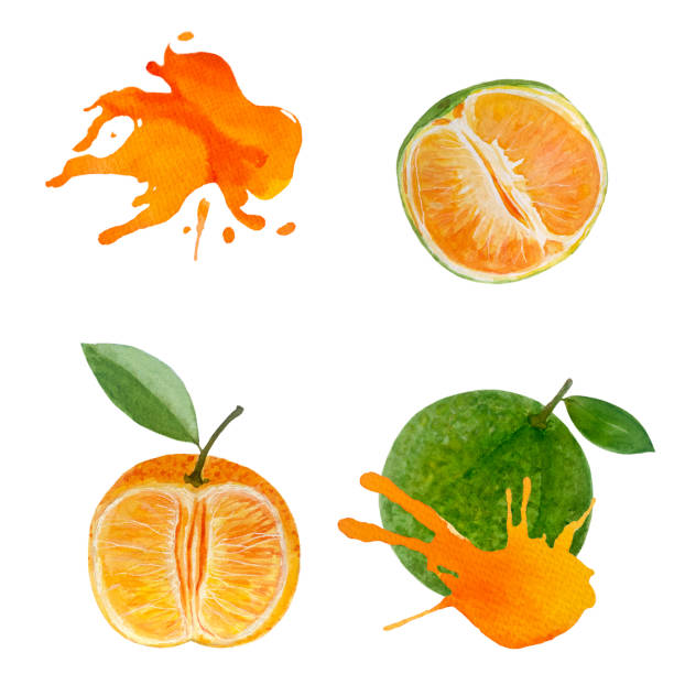 istock Green tangerine with color splash watercolor set isolated on white 2147566010