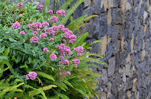 Valeriana rubra and Nephrolepsis biserrata garden plants on a gray stone wall background.Selective focus.