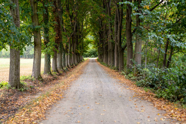 istock dirt road with trees on the sides 2147566160