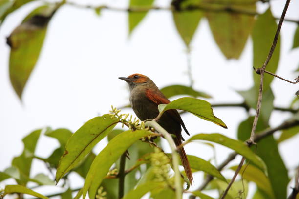 istock The red-faced spinetail (Cranioleuca erythrops) in Ecuador 2147566545