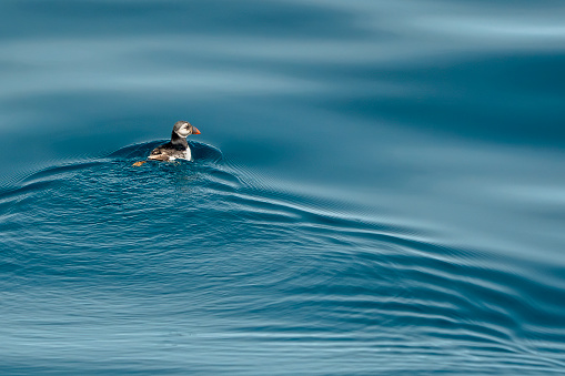A Puffin in ligurian mediterranean off the coast of Genoa, Italy sea ultra rare to see