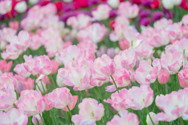 istock Beautiful tulips blooming in the forest park 2147566872