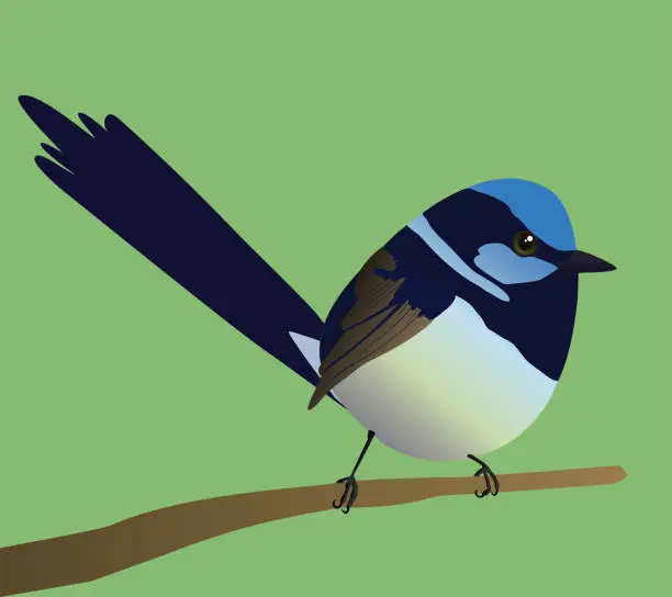 Vector illustration of Cute egg shaped superb fairywren