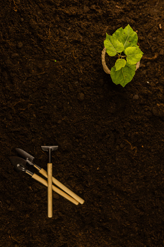 Vertical. Garden tools shovel, rake, gloves lie on the background of the earth with a small sprout in a pot. Top view of chernozem with a shovel and a seedling in a pot. Gardening concept..