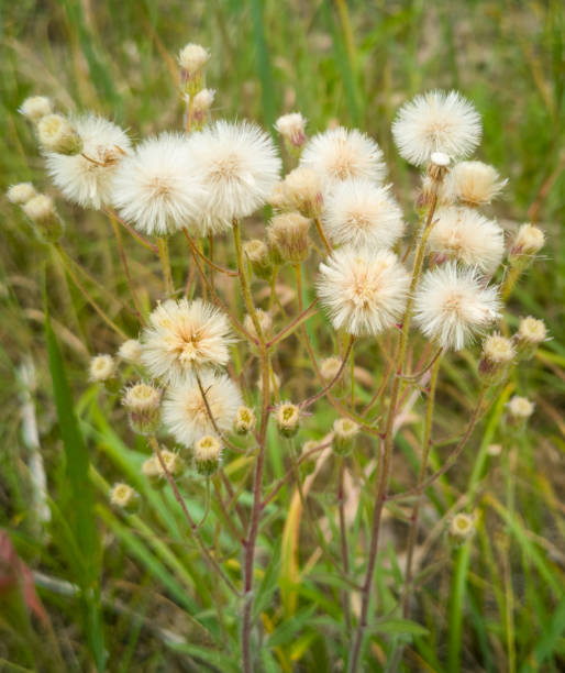 istock Fluffy flowers on a herbaceous plant 2147567877