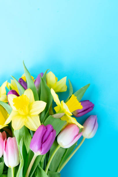 istock tulips and daffodils flowers 2147568240