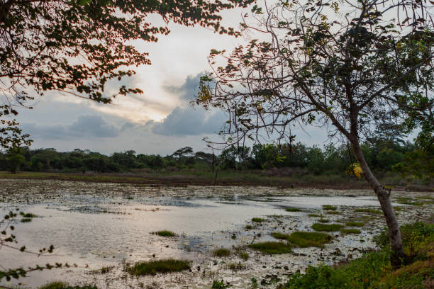 Man-made lake in Rural Sri Lanka