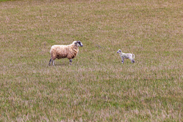 Bathed in the gentle glow of sunrise, a lamb only a few weeks old lies tries to get back to its mother on the other side of the fence in a quiet rural field.