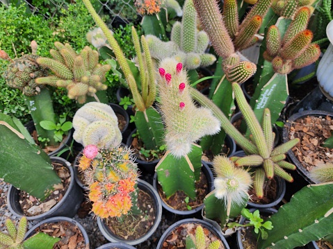 Cactus has its origins in the desert. Cactus plants can stand. Even in the dry desert without dying, it is now popularly grown as an ornamental plant and for collectors.