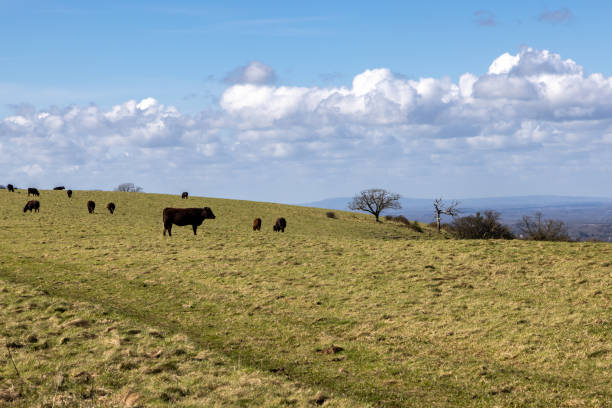 istock Cows on Blackcap along the South Downs Way, on a sunny spring day 2147569817