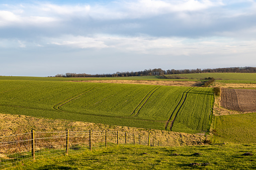Looking out over fields of crops in   the South Downs, in early spring