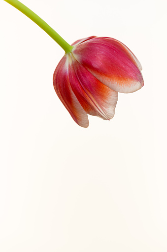 One Tulip white background closeup