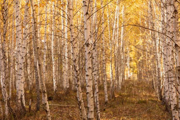 istock Young birch forest in autumn. Nature 2147570002