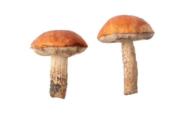 istock Boletus mushrooms isolated on white background 2147570261