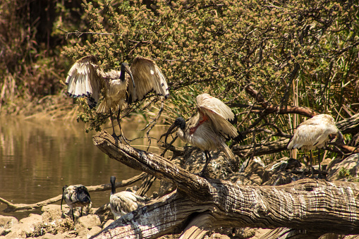 Photographed at a small birding dam in the Witwatersrand Botanical Gardens in South Africa. The name sacred Ibis comes from these birds association with Egyptian Mythology