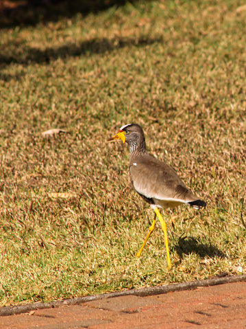 An African wattled lapwing, Vanillas senegallus, walking along the manicured lawn of a public park, in Gauteng South Africa. The African wattled lapwing, also known as the Senegal wattled plover, is the largest of the lapwing species, occurring commonly on open grasslands, lawns and floodplains.