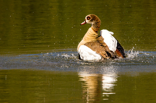 An Egyptian Goose, lopochen aegyptiaca, busy bathing a small calm birding lake in the Witpoortjie Botanical Gardens of South Africa. The Egyptian Goose, is not a true goose, but rather a type of Shelduck. This is the duck featured in Egyptian Hyroglyphs, from where it gets its name.