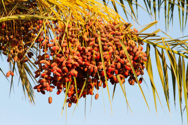 istock dates hanging on a palm tree on a sunny day 2147571483