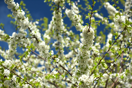 fleurs blanches au printemps