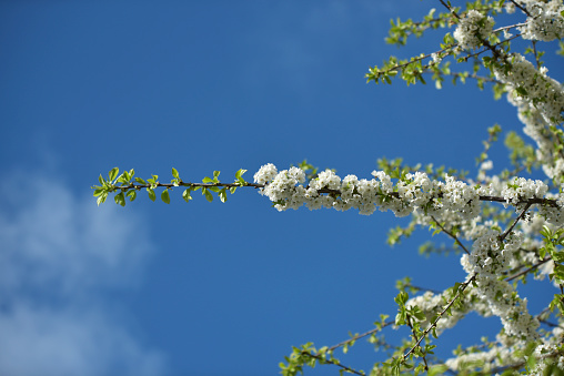fleurs blanches au printemps