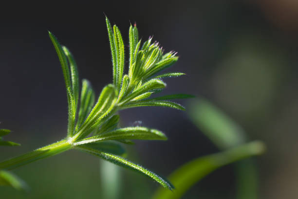 wild flower in close up