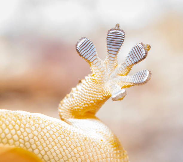 istock Tarentola mauritanica hand macro shot 2147571962