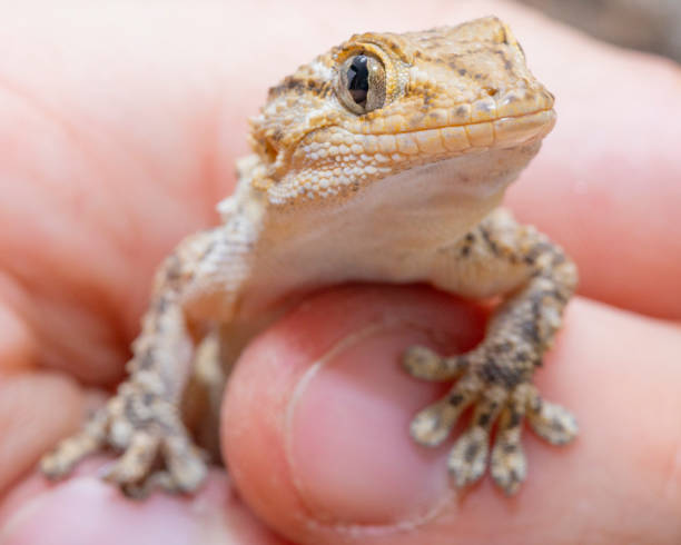 istock Tarentola mauritanica macro shot 2147571984