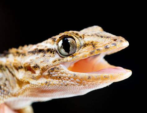Young crested (Caledonian) gecko on leaf, isolated on black background