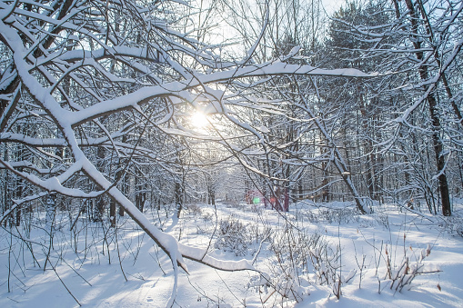 The bright sun shines through the branches in the winter forest. Calm winter background with snow in the park.