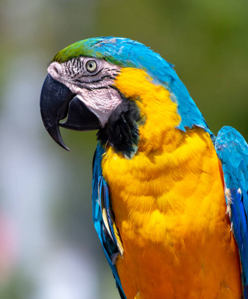 istock Portrait of a parrot in nature 2147572885