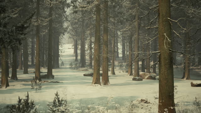 Pine trees covered with hoarfrost in the dark forest