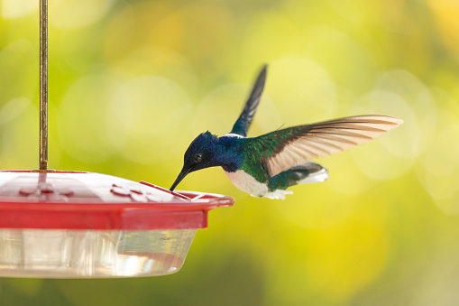 A male White-necked Jacobin, Florisuga mellivora, of the nominate subspecies mellivora, hovering while drinking a sugar water mixture from a  hummingbird feeder. Defocussed background with copy space. Trinidad. NB, motion blur in wings.