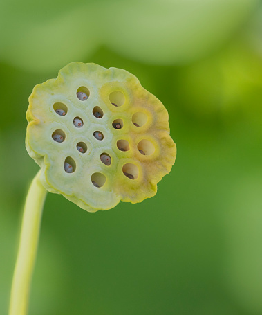 Seedhead of a Sacred Lotus, Nelumbo nucifera, plant, against a defocussed background.