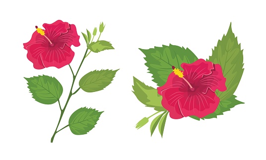 Hibiscus flower vector illustration. Hibiscus clip art. Exotic tropical flower. Summer flower flat vector in cartoon style isolated on white background