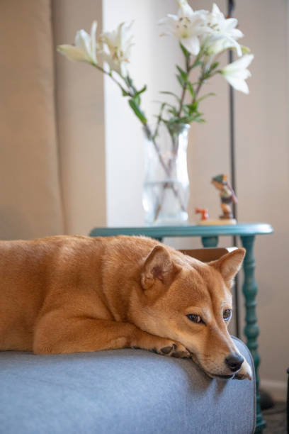 istock shiba inu dog 2147576301