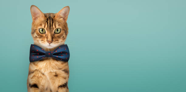 istock Cute Bengal cat wearing a blue bow tie. 2147576655