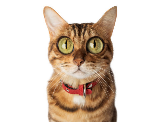 istock Funny cat with bulging big eyes on a white background. 2147576693