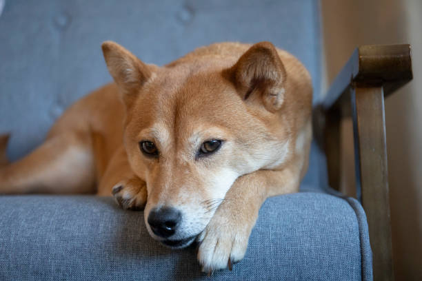 istock shiba inu dog 2147576842