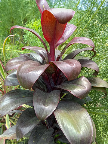 The Cordyline fruticosa, with its deep burgundy leaves, adds a touch of opulence to the verdant landscapes of Benin City, Nigeria, exemplifying the region's rich plant life and horticulture.