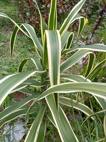 In Benin City, Nigeria, a thriving Spider Plant (Chlorophytum comosum) shows the conducive growing conditions for a variety of plant species, and the city's connection to nature and organic growth.
