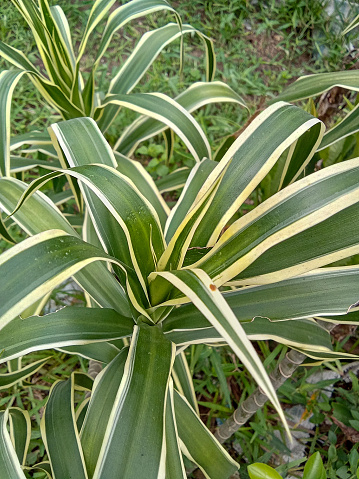 In Benin City, Nigeria, a thriving Spider Plant (Chlorophytum comosum) shows the conducive growing conditions for a variety of plant species, and the city's connection to nature and organic growth.