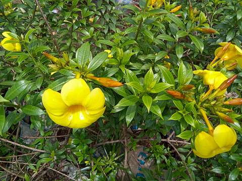 Allamanda cathartica, also known as Yellow Bell, displaying its bright golden trumpets amongst verdant foliage in Benin City, Nigeria, adding a splash of colour to the local flora.