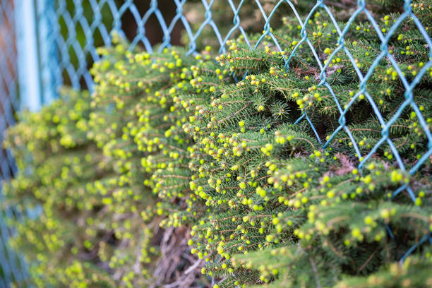 Metal fence against the sunset background. Fence and concrete ornate fence of a public park, behind the fence trees and sunset. Fencing the plot is not obligatory, but it easily defines its boundaries and increases the sense of security and privacy.